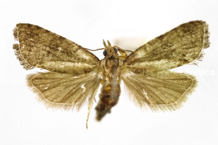 검날개애기잎말이나방 이미지