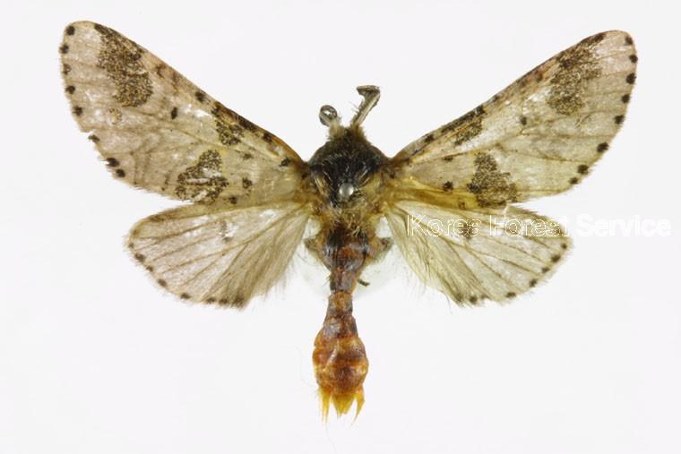 검은띠나무결재주나방 이미지