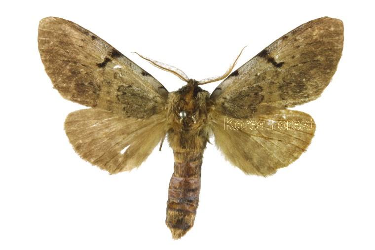 검은줄재주나방 이미지