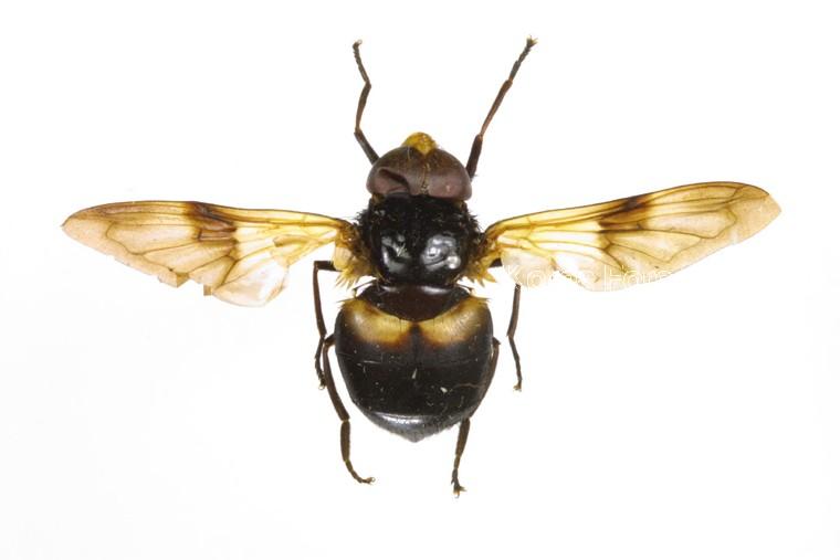 검정대모꽃등에 이미지