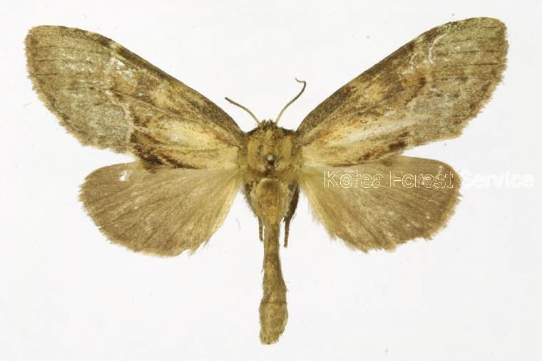 겹날개재주나방 이미지