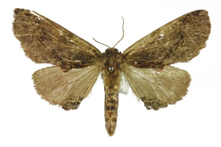 겹줄무늬재주나방 이미지