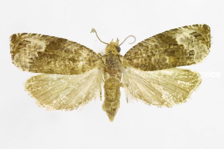 괴불애기잎말이나방 이미지