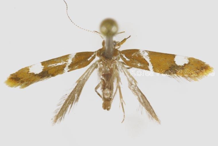 구슬무늬원뿔나방 이미지