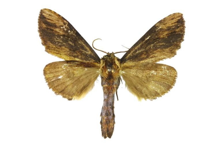 굴뚝재주나방 이미지