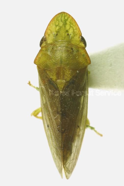 금강산귀매미 이미지