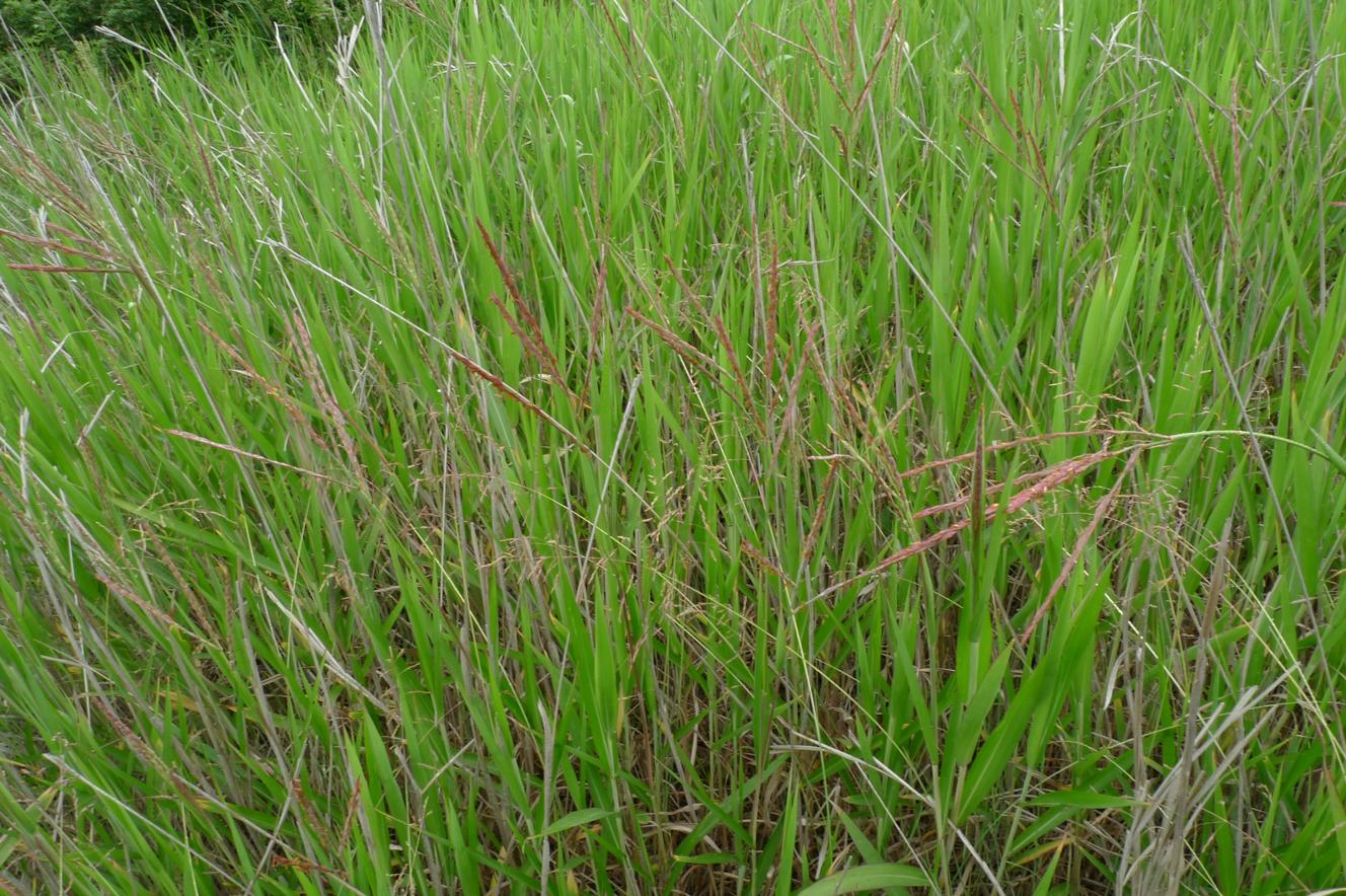 가는잎모새달 이미지