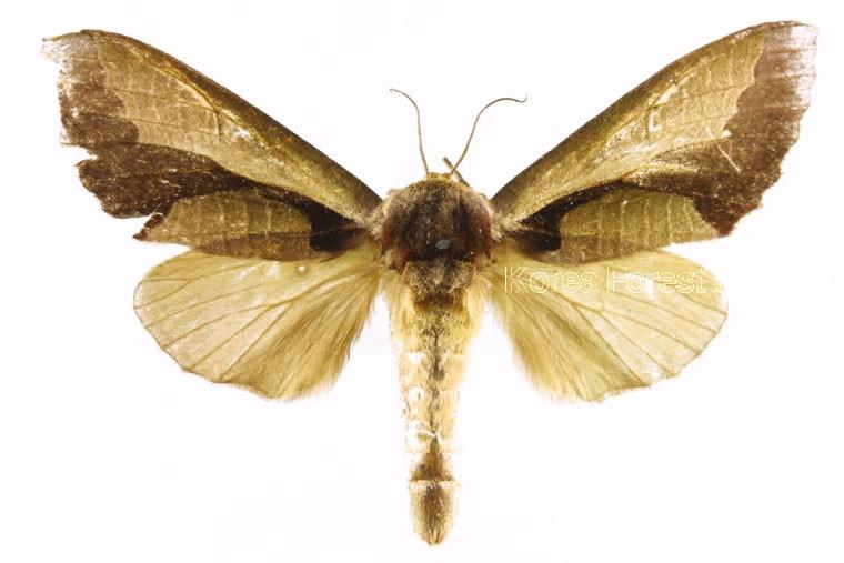 기생재주나방 이미지