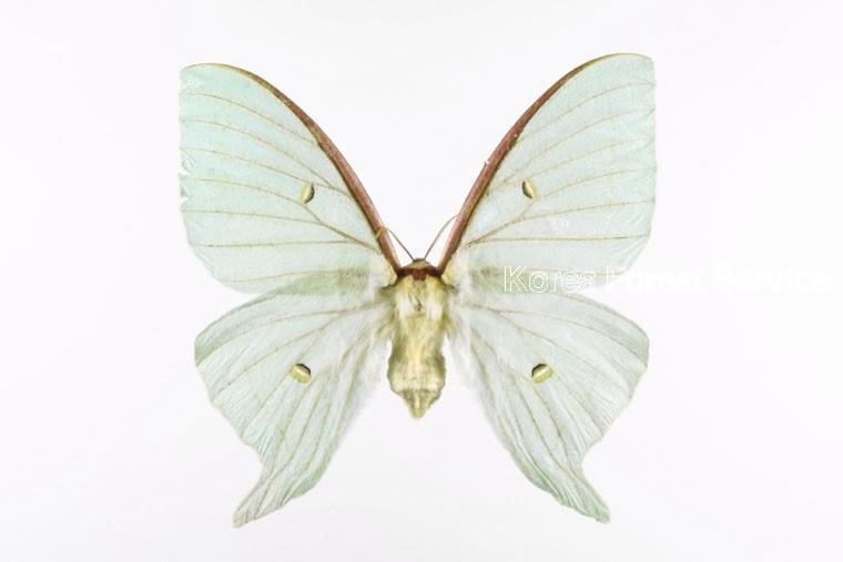 긴꼬리산누에나방 이미지