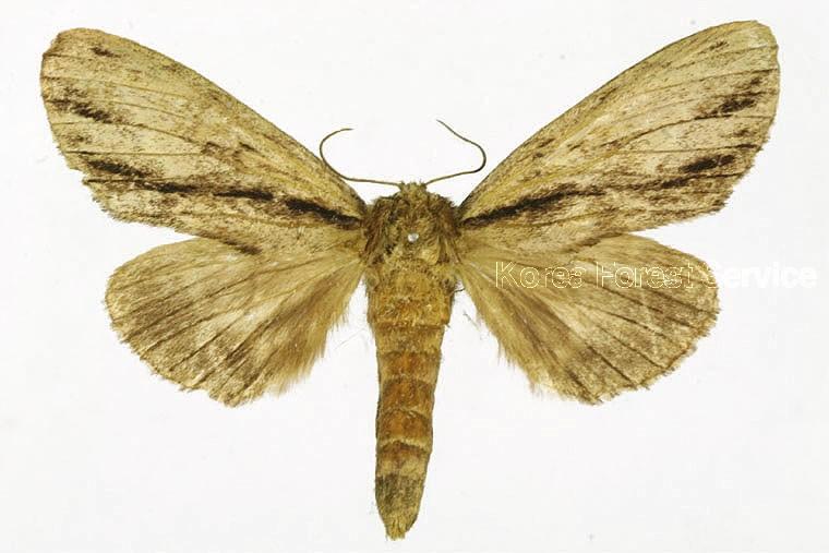 긴띠재주나방 이미지