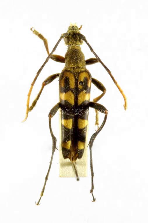 긴알락꽃하늘소 이미지