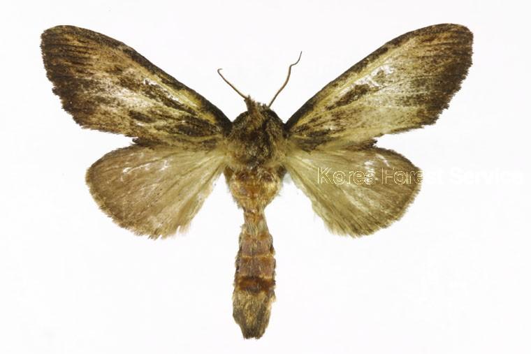 까마귀재주나방 이미지