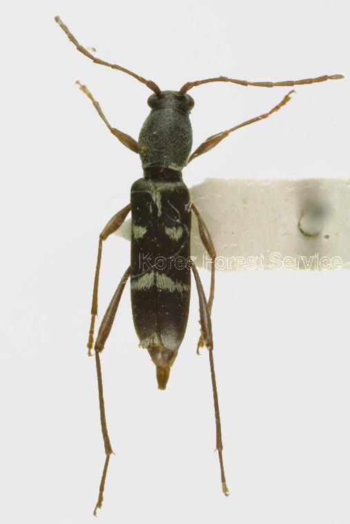 꼬마긴다리범하늘소 이미지