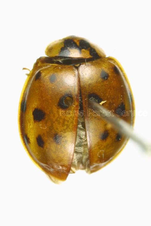 꼬마무당벌레 이미지