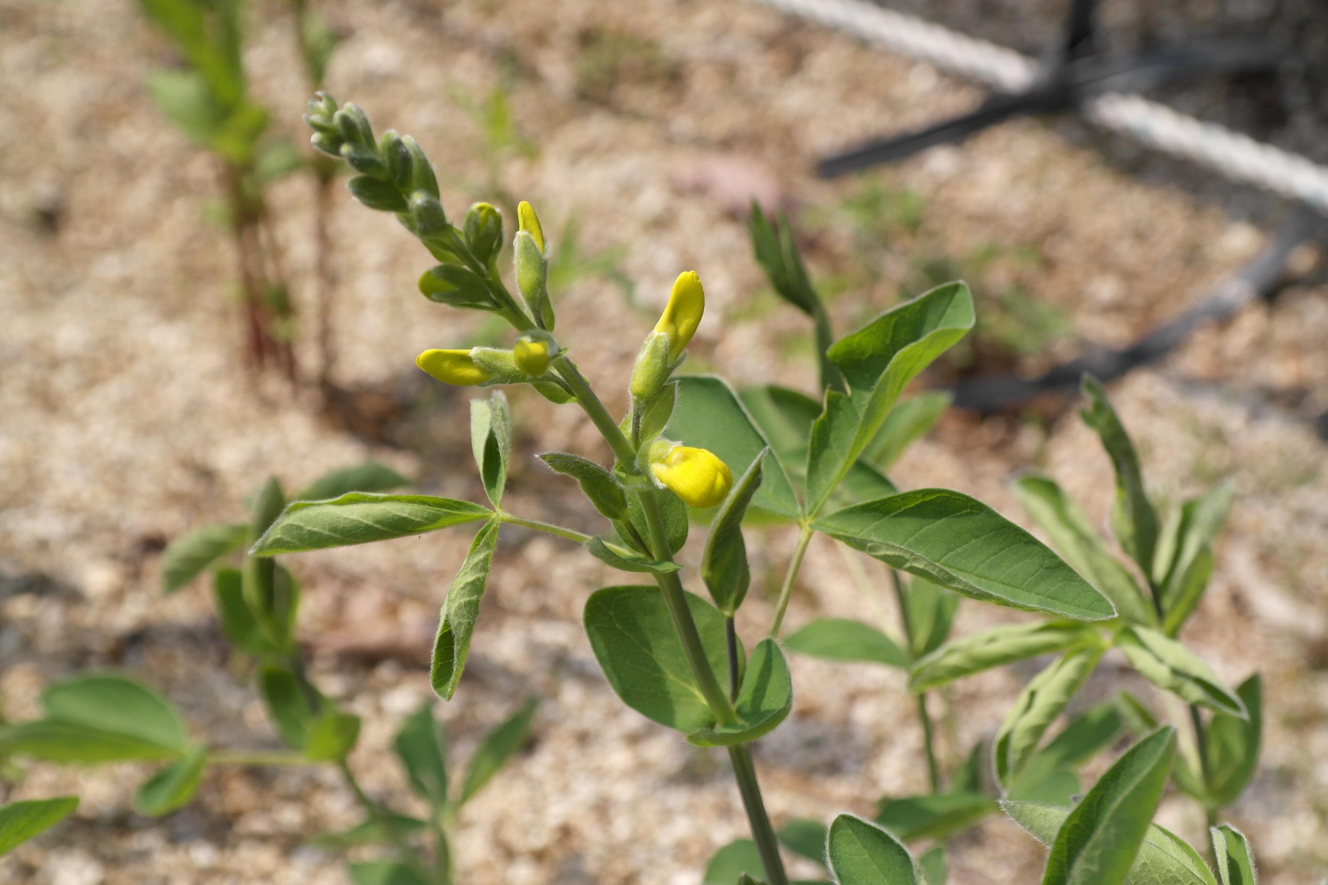 갯활량나물 이미지