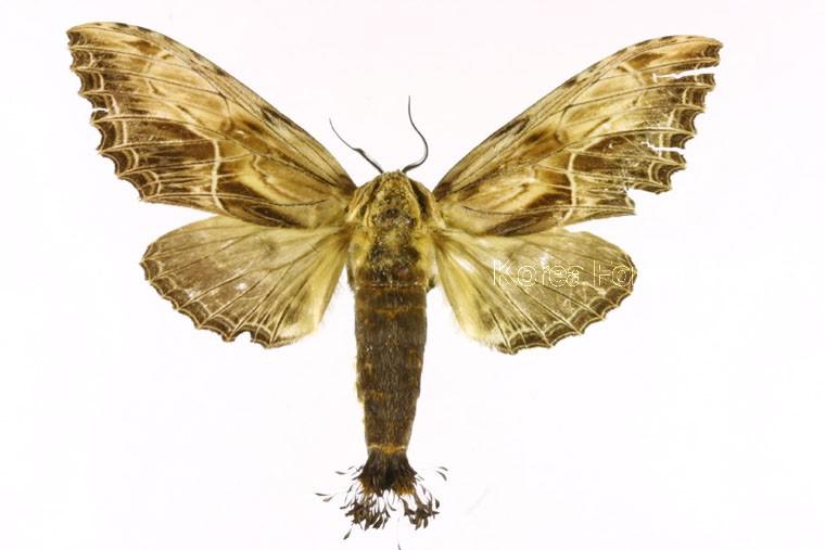 꽃술재주나방 이미지