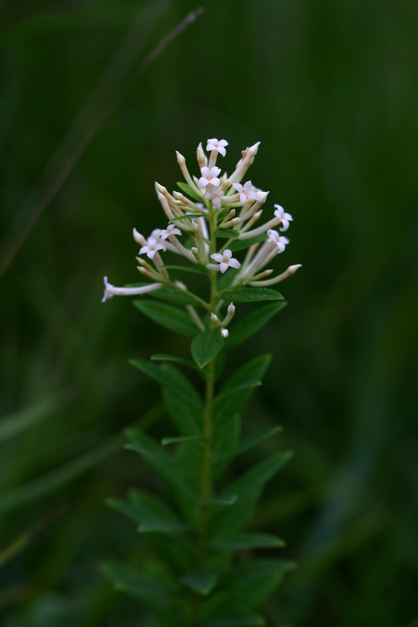 거문도닥나무 이미지