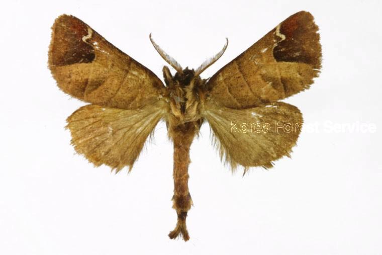 끝갈색재주나방 이미지