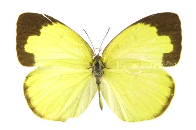 남방노랑나비 이미지