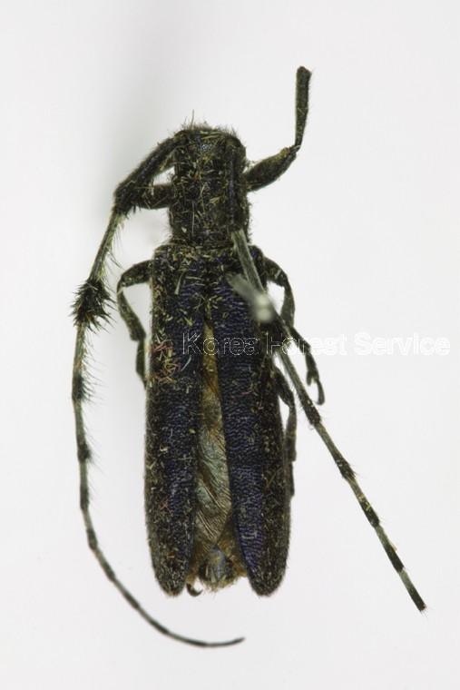 남색초원하늘소 이미지