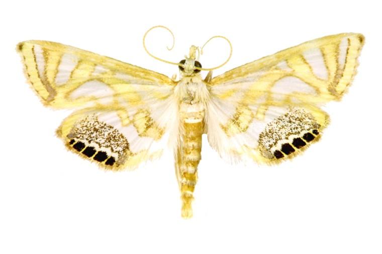 네점노랑물명나방 이미지