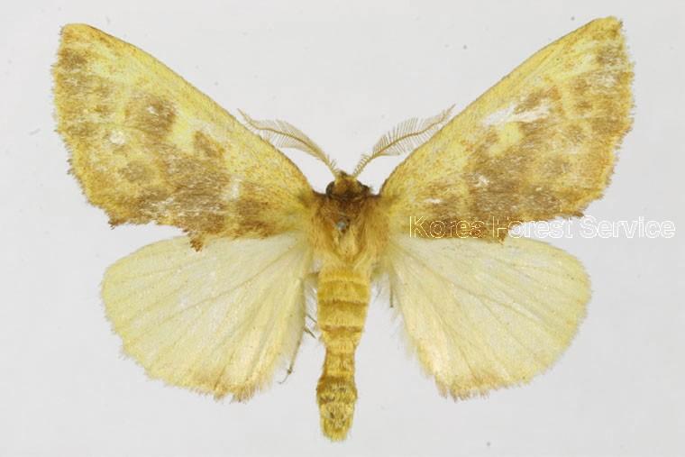 노랑갈고리재주나방 이미지