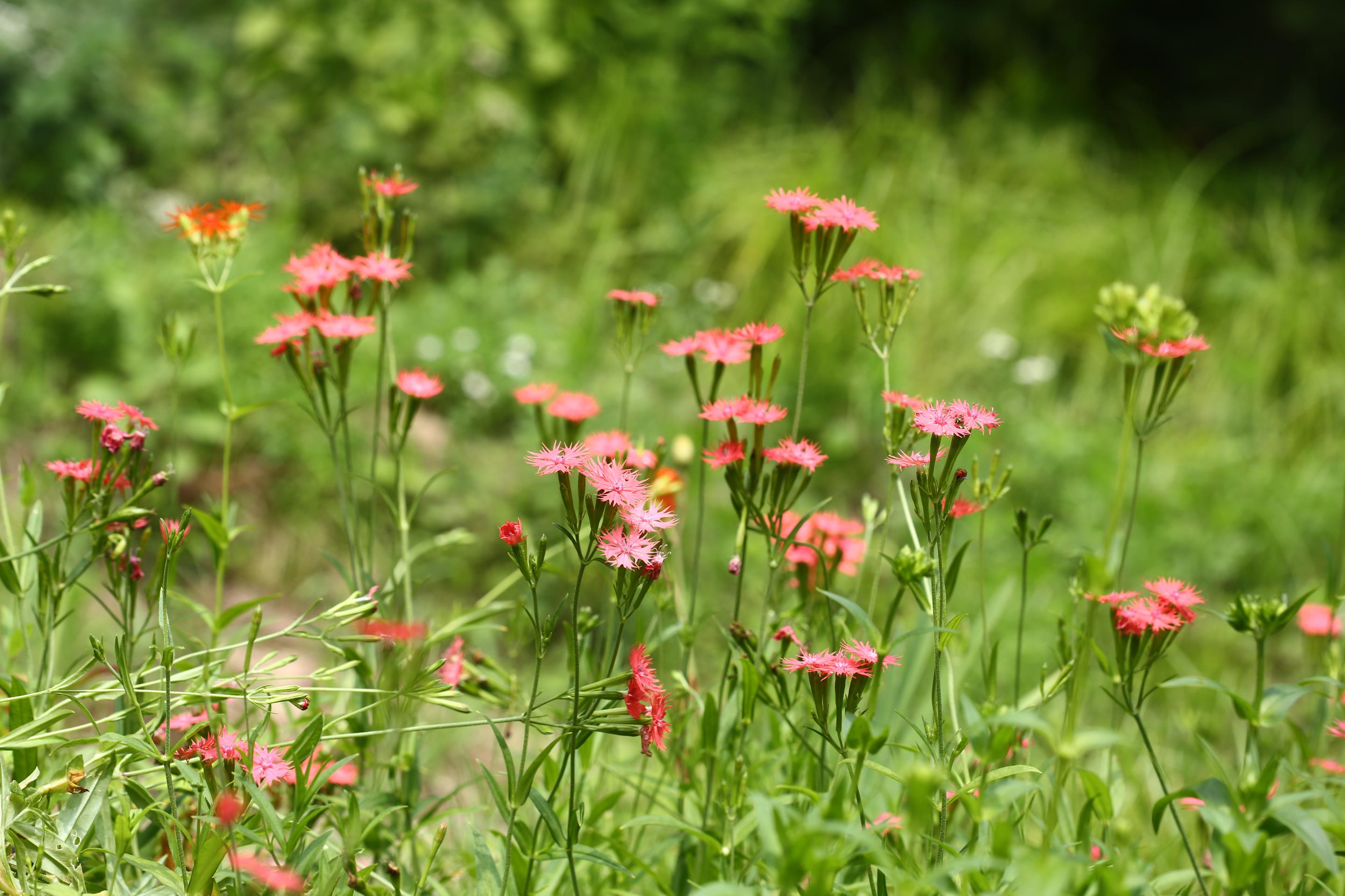 가는동자꽃 이미지