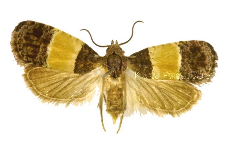 노랑줄애기잎말이나방 이미지