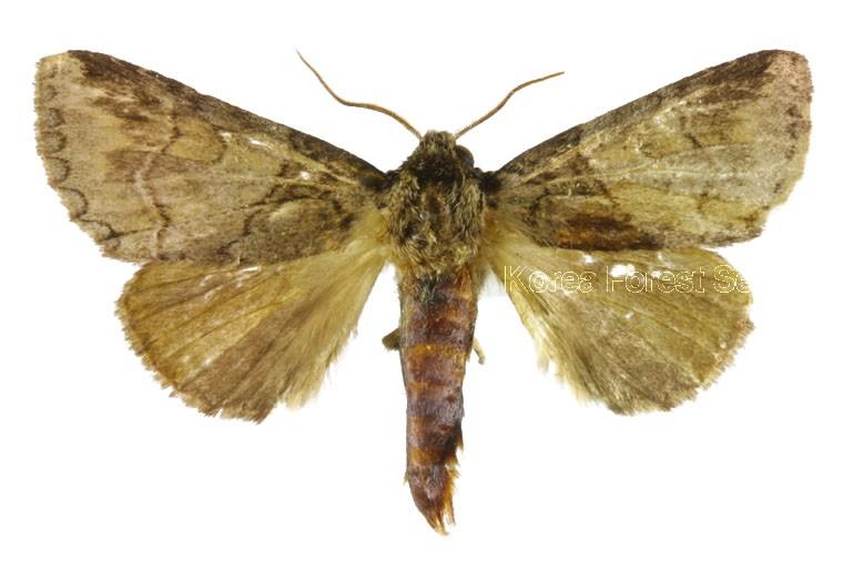 노린재나무재주나방 이미지