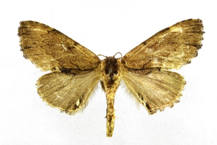 높은산재주나방 이미지