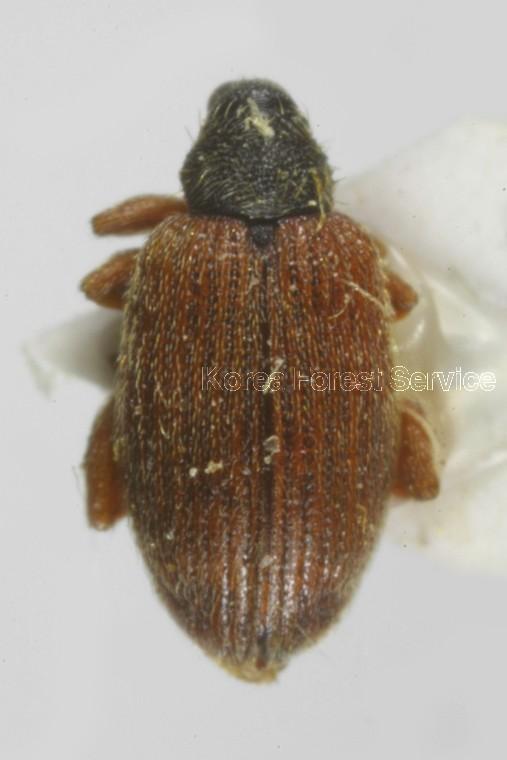 느티나무벼룩바구미 이미지