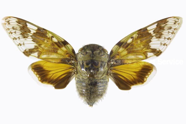 늦털매미 이미지