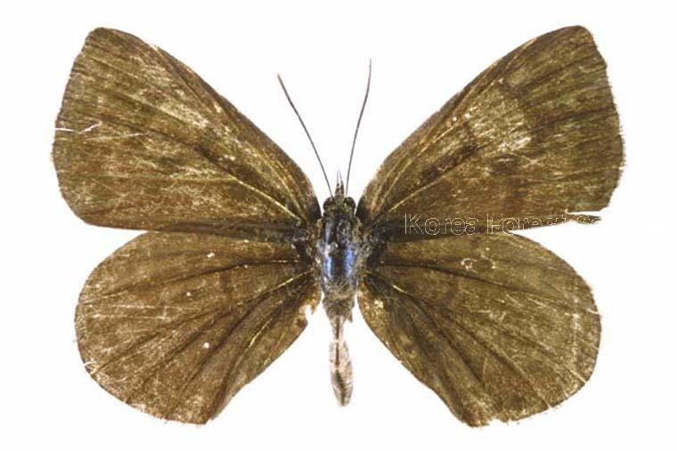 담흑부전나비 이미지