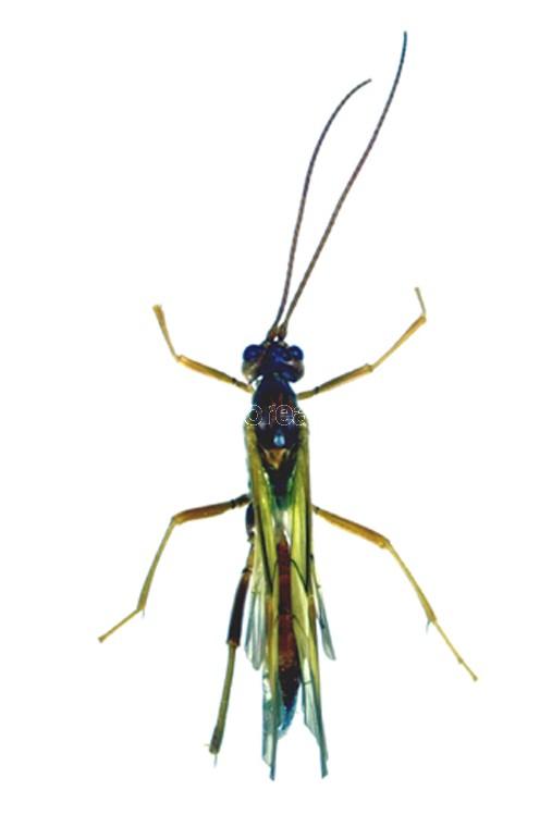 대모자루맵시벌 이미지