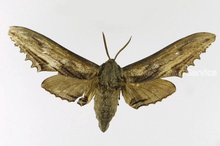 대왕박각시 이미지