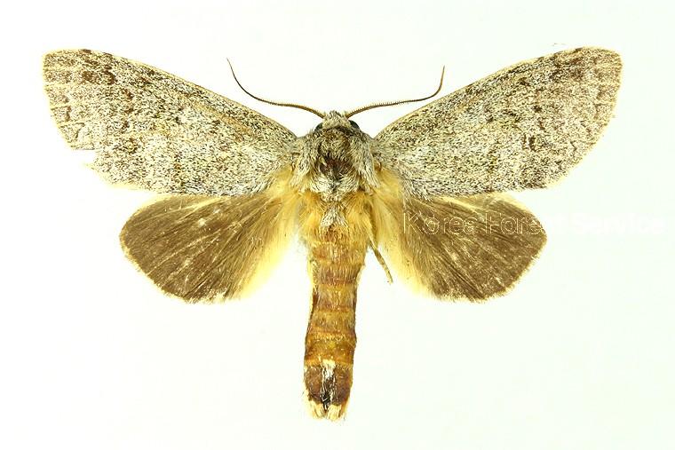 동백나무재주나방 이미지