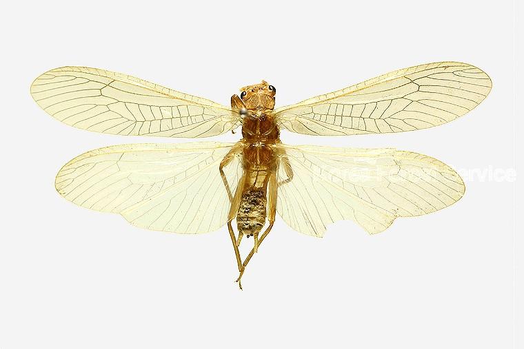 두눈강도래 이미지