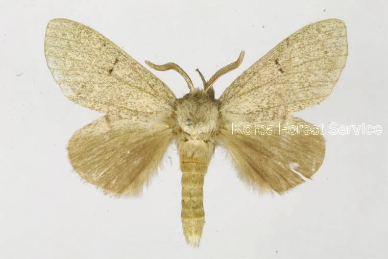 뒷검은재주나방 이미지