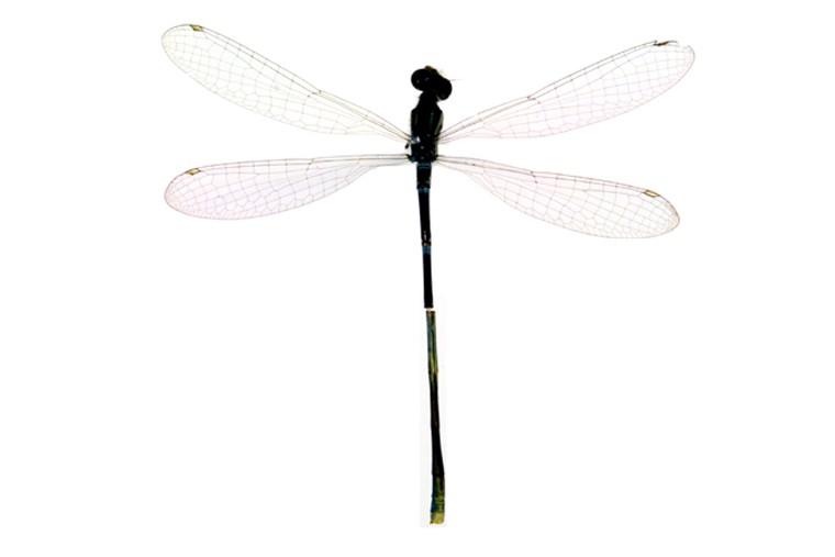 등줄실잠자리 이미지