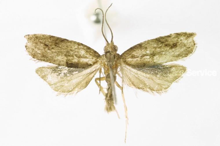 매실애기잎말이나방 이미지