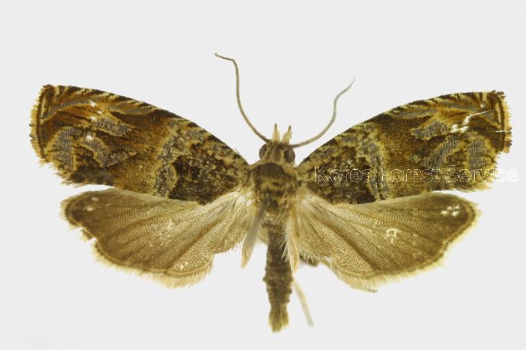 매화애기잎말이나방 이미지