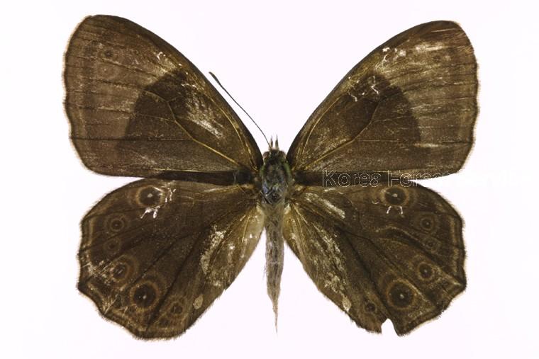 먹그늘나비 이미지