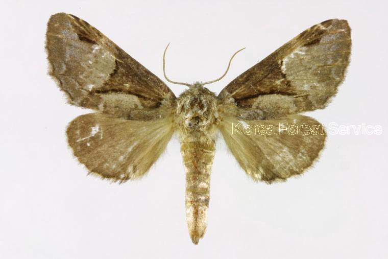 먹무늬은재주나방 이미지