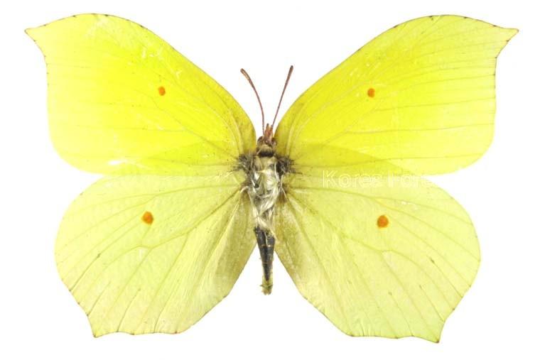 멧노랑나비 이미지