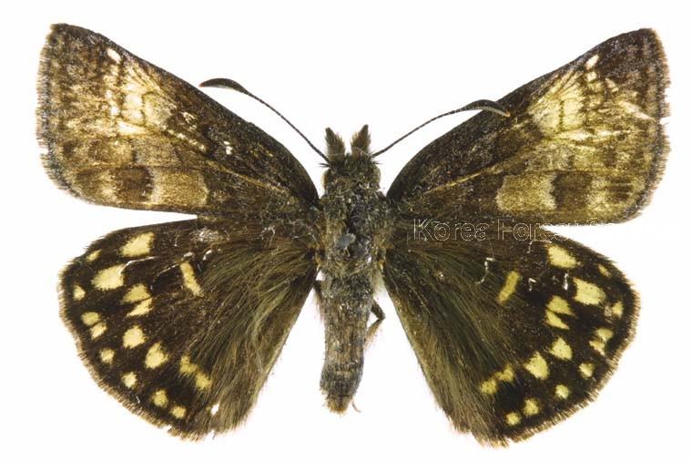 멧팔랑나비 이미지