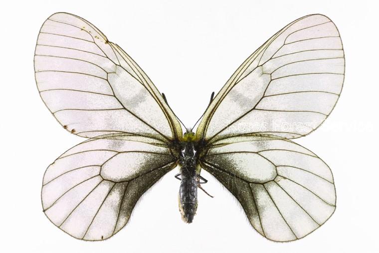 모시나비 이미지