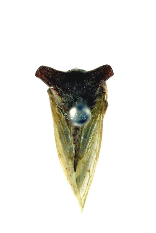 모지뿔매미 이미지