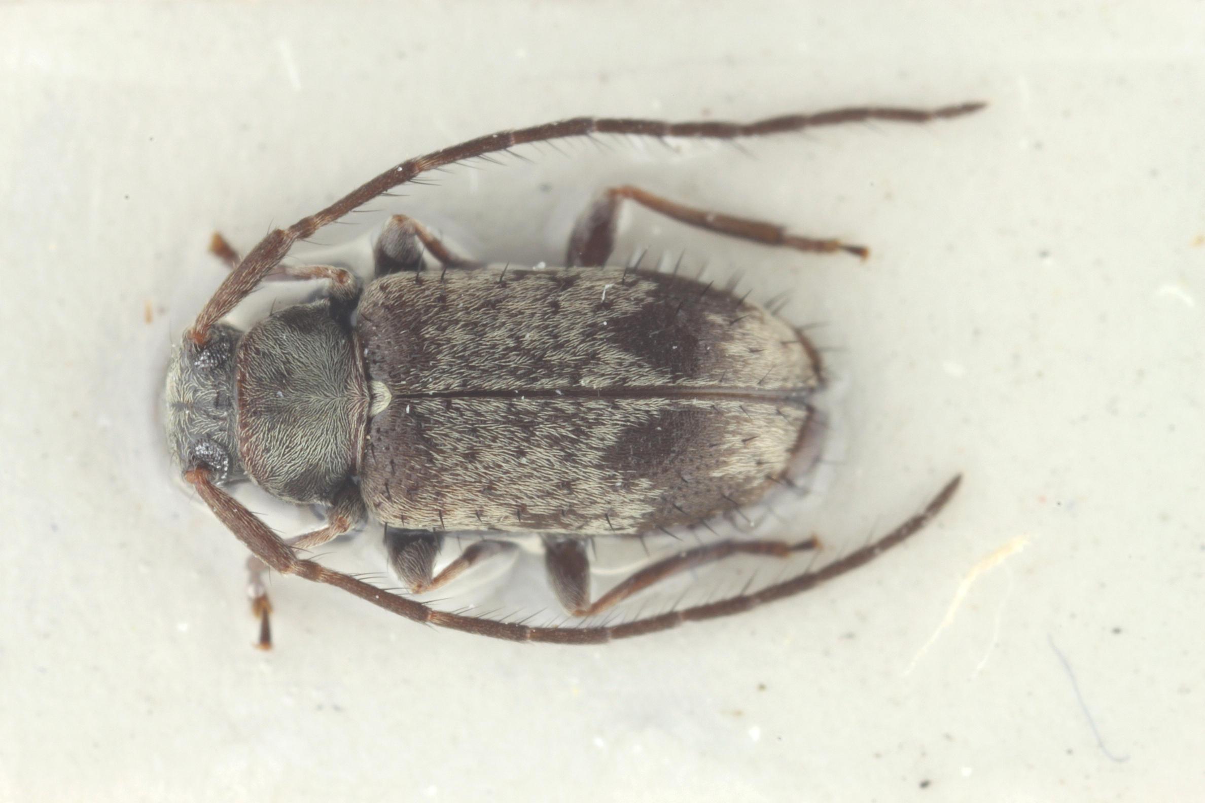 무늬콩알하늘소 이미지