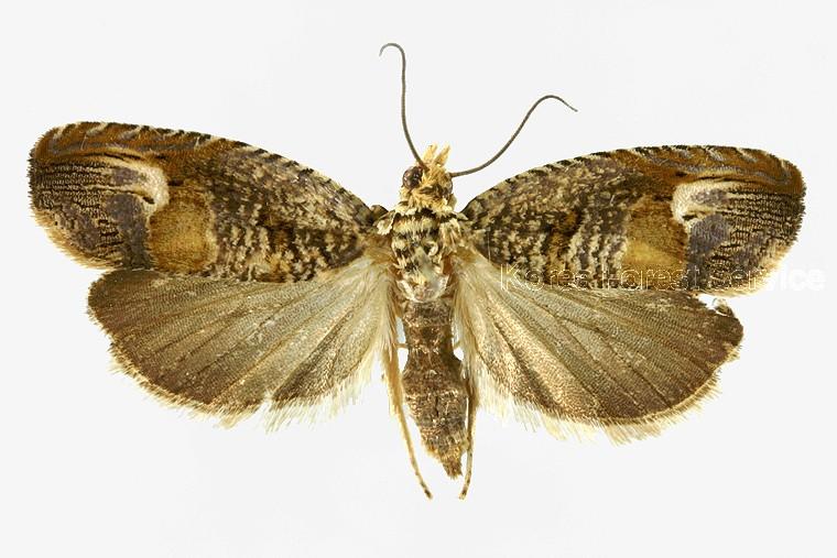 물결애기잎말이나방 이미지