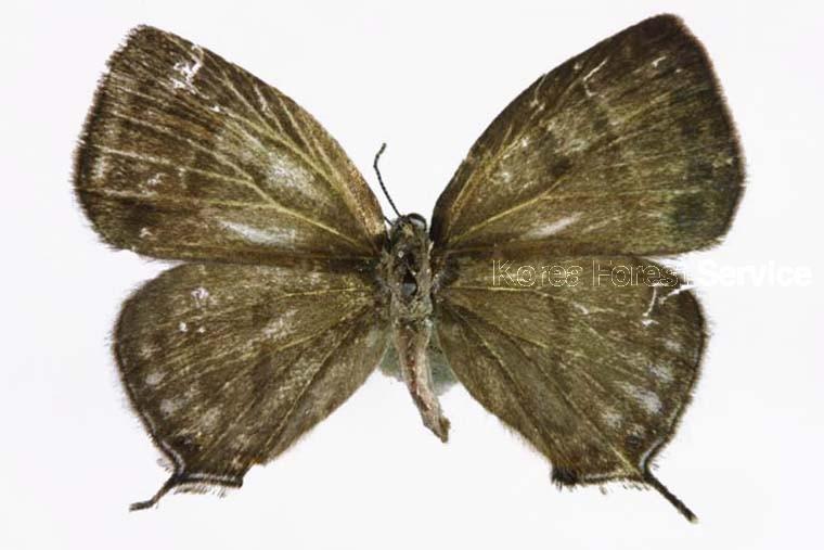 물빛긴꼬리부전나비 이미지